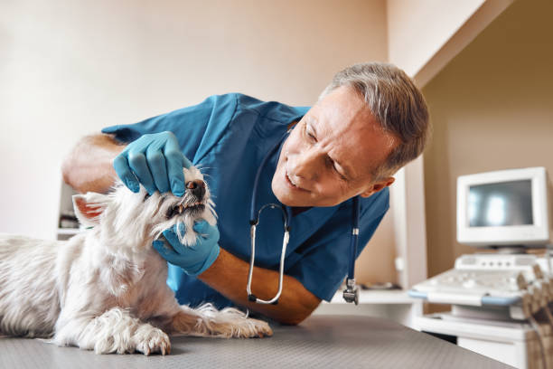 Best Knocked-Out Tooth (Avulsed Tooth) Treatment in Stock Island, FL